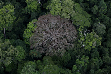 Un arbre mort annonce le renouvellement de toute une forêt