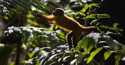 Le singe apprend à vivre à l'état sauvage