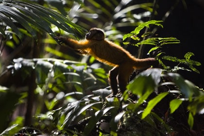 Le singe apprend à vivre à l'état sauvage