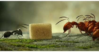 Un sucre et une guerre entre fourmis noires et rouges