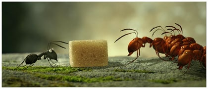 Un sucre et une guerre entre fourmis noires et rouges