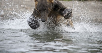 L'ours pêche le saumon