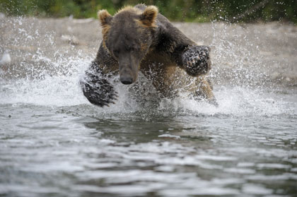 L'ours pêche le saumon