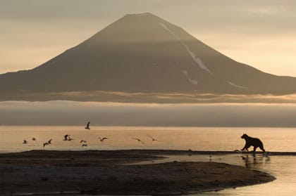 Un ours seul au Kamtchatka