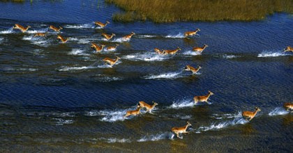 Des "gazelles" fuyant das l'eau African safari 3D