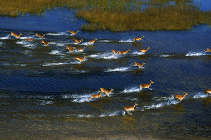 Des "gazelles" fuyant das l'eau African safari 3D