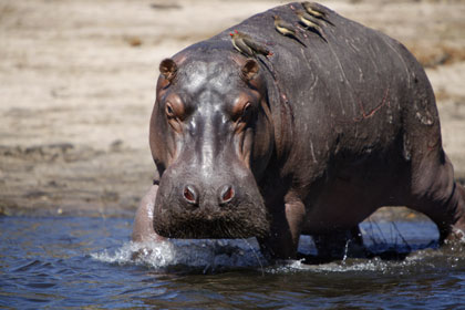 Un hippopotame et ses parasites