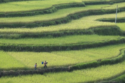 Dans la province du Guangxi, en Chine