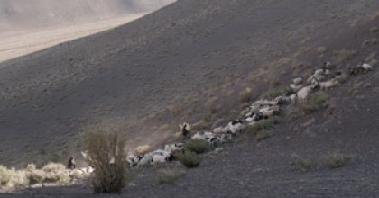 Les soeurs Quispe et leurs chèvres dans l'Altiplano chilien