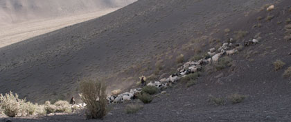 Les soeurs Quispe et leurs chèvres dans l'Altiplano chilien