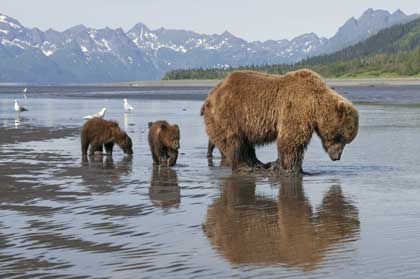 Grizzly, Sky et ses deux oursons en quête de nourriture