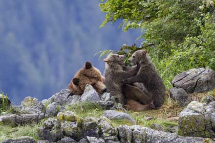 Grizzly, Sky et ses deux oursons, Amber et Scout