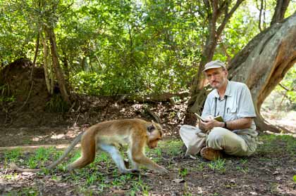 Au royaume des singes