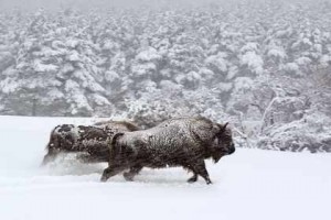 Des bisons dans la neige - Les saisons