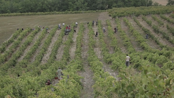 Vendanges de Paul Lacoste