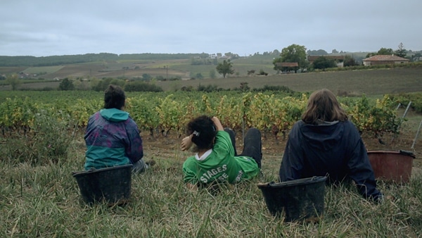 Vendanges de Paul Lacoste