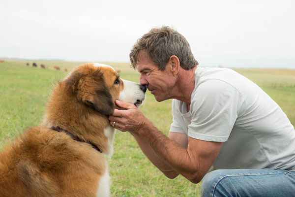 Mes vies de chien de Lasse Hallström - Cine-Woman